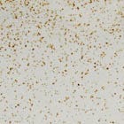 Beige swatch
