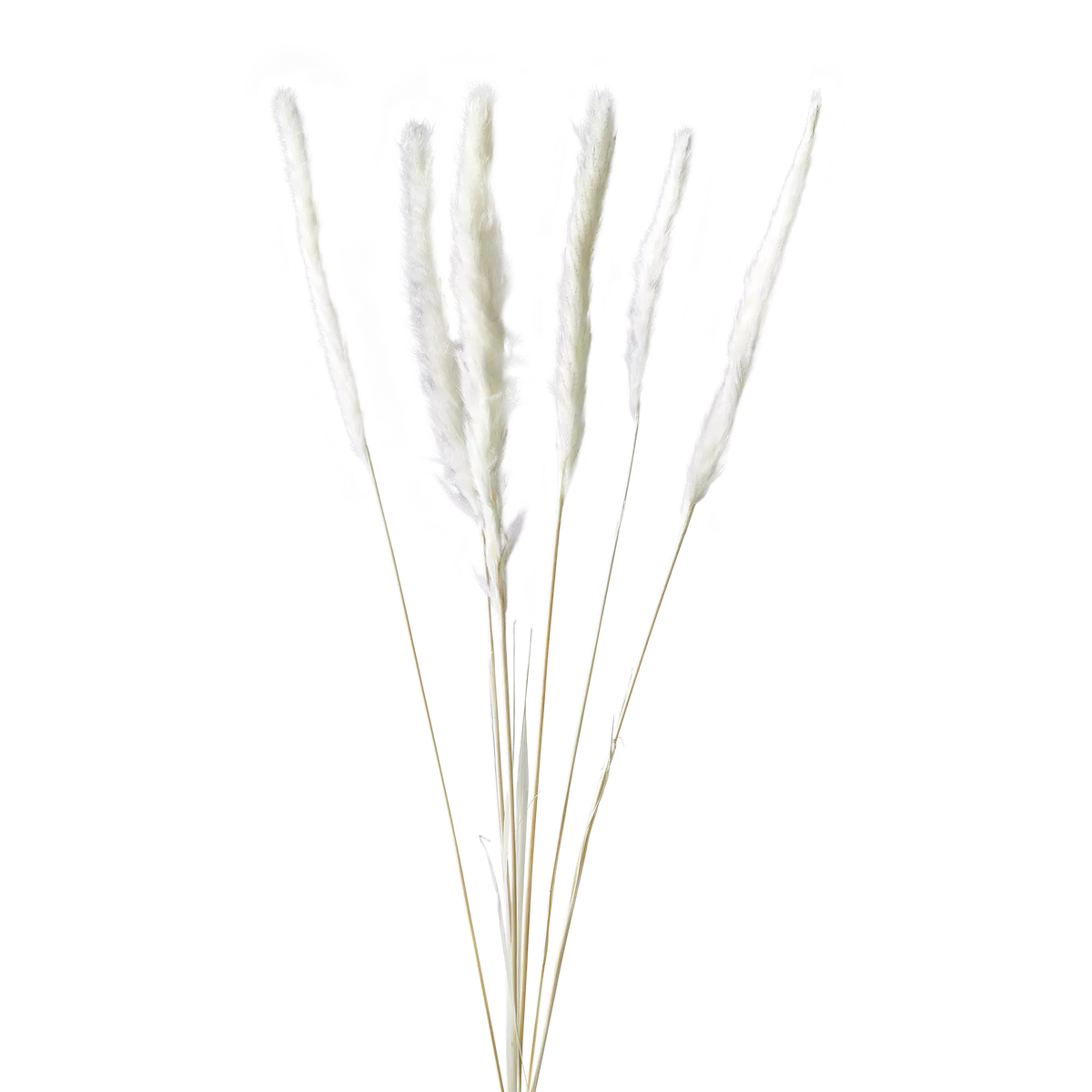 Pampas