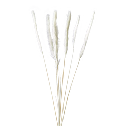 Pampas