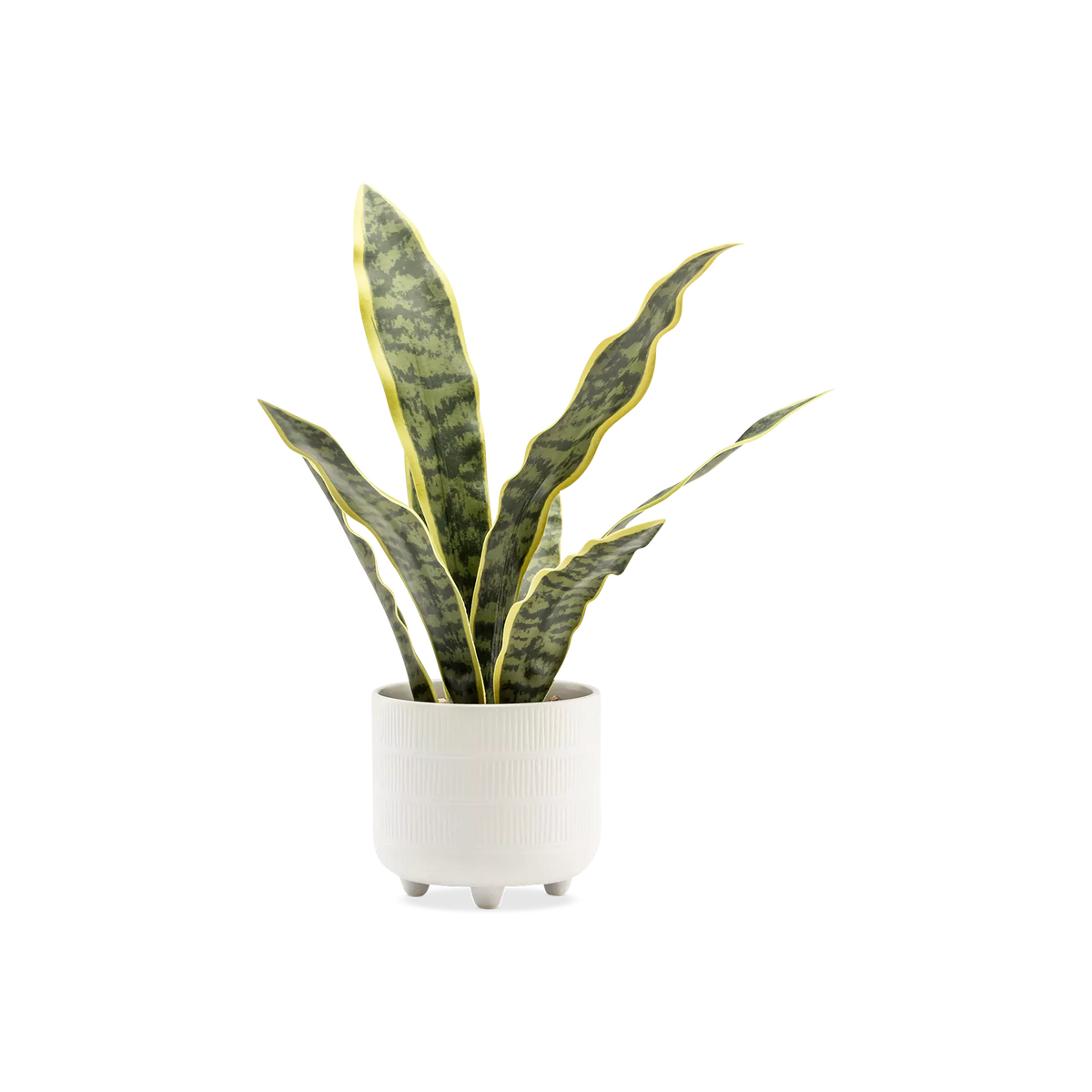 Riviera Snake Plant