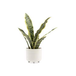Riviera Snake Plant