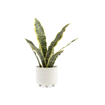 Riviera Snake Plant