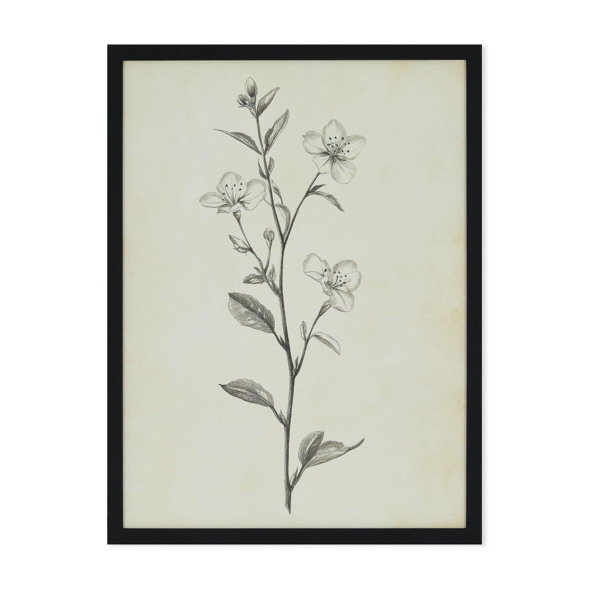 Timeless Blossom - print with black frame