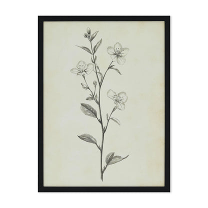 Timeless Blossom - print with black frame