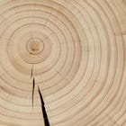 Pine, Natural swatch